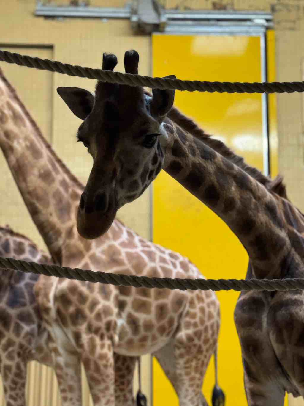 Návštěva ZOO Ostrava